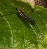 Perithous septemcinctorius